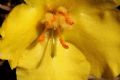 Verbascum phlomoides